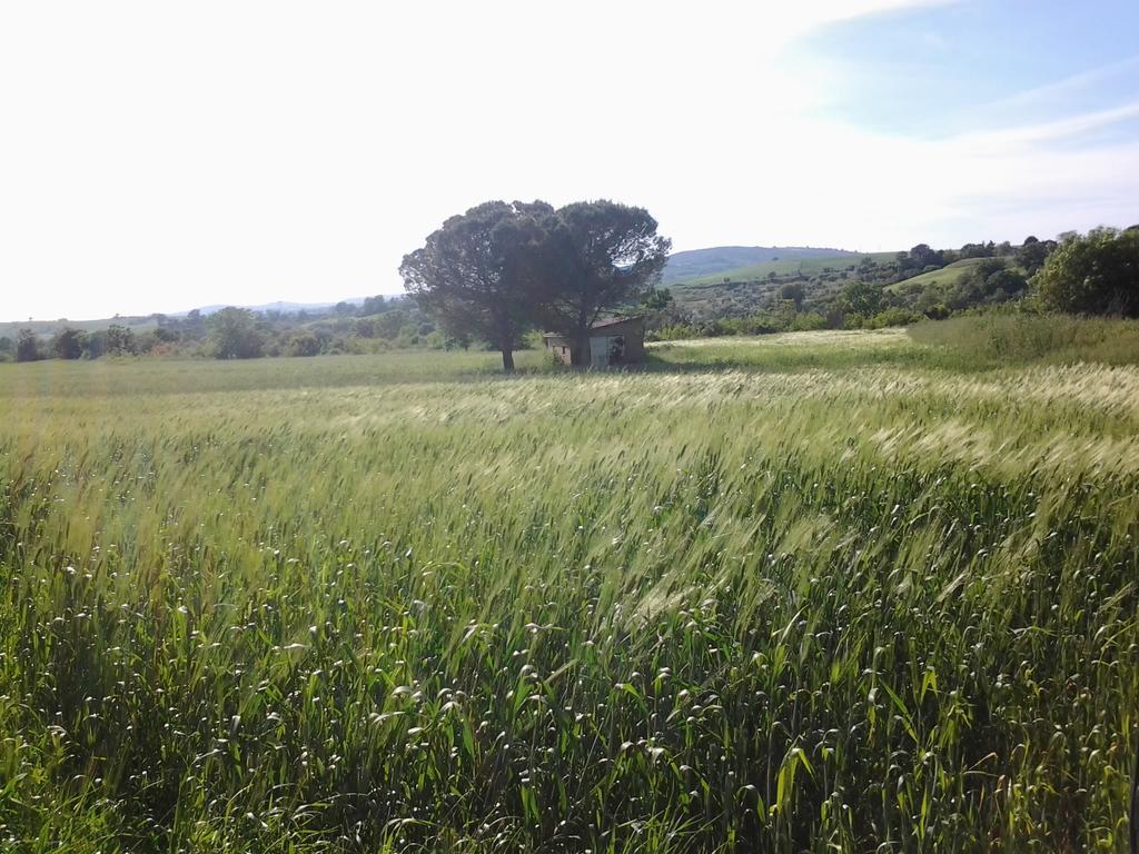 Bio Agriturismo Il Torrione Сатурния Экстерьер фото